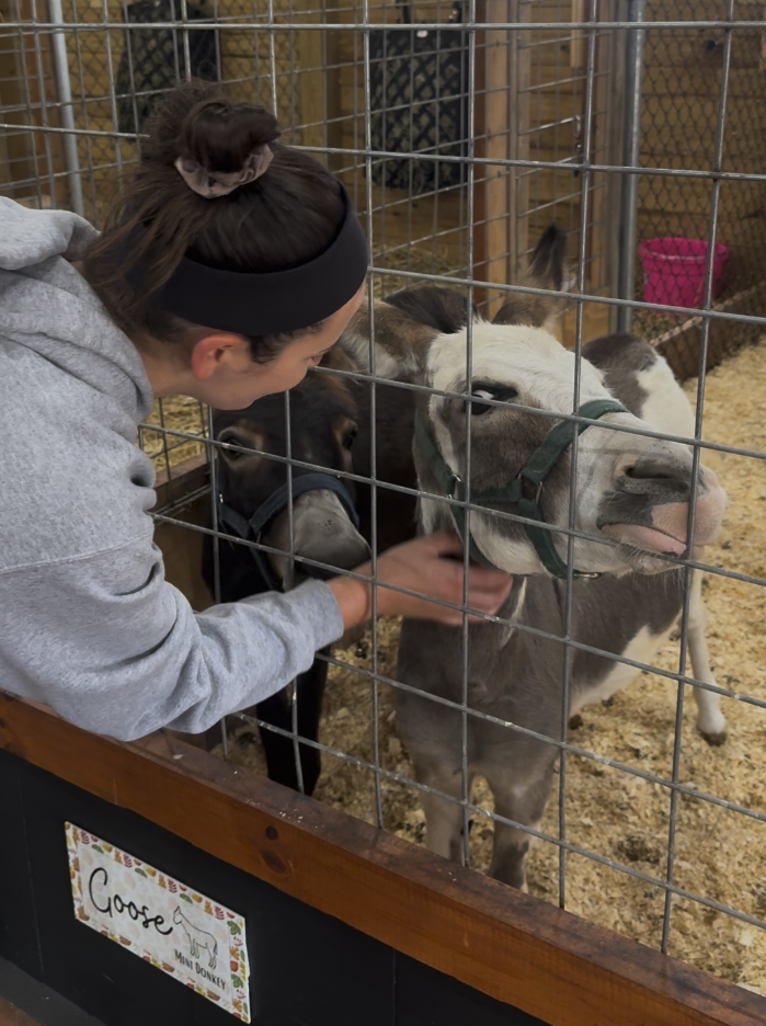 Petting zoo with mini donkeys