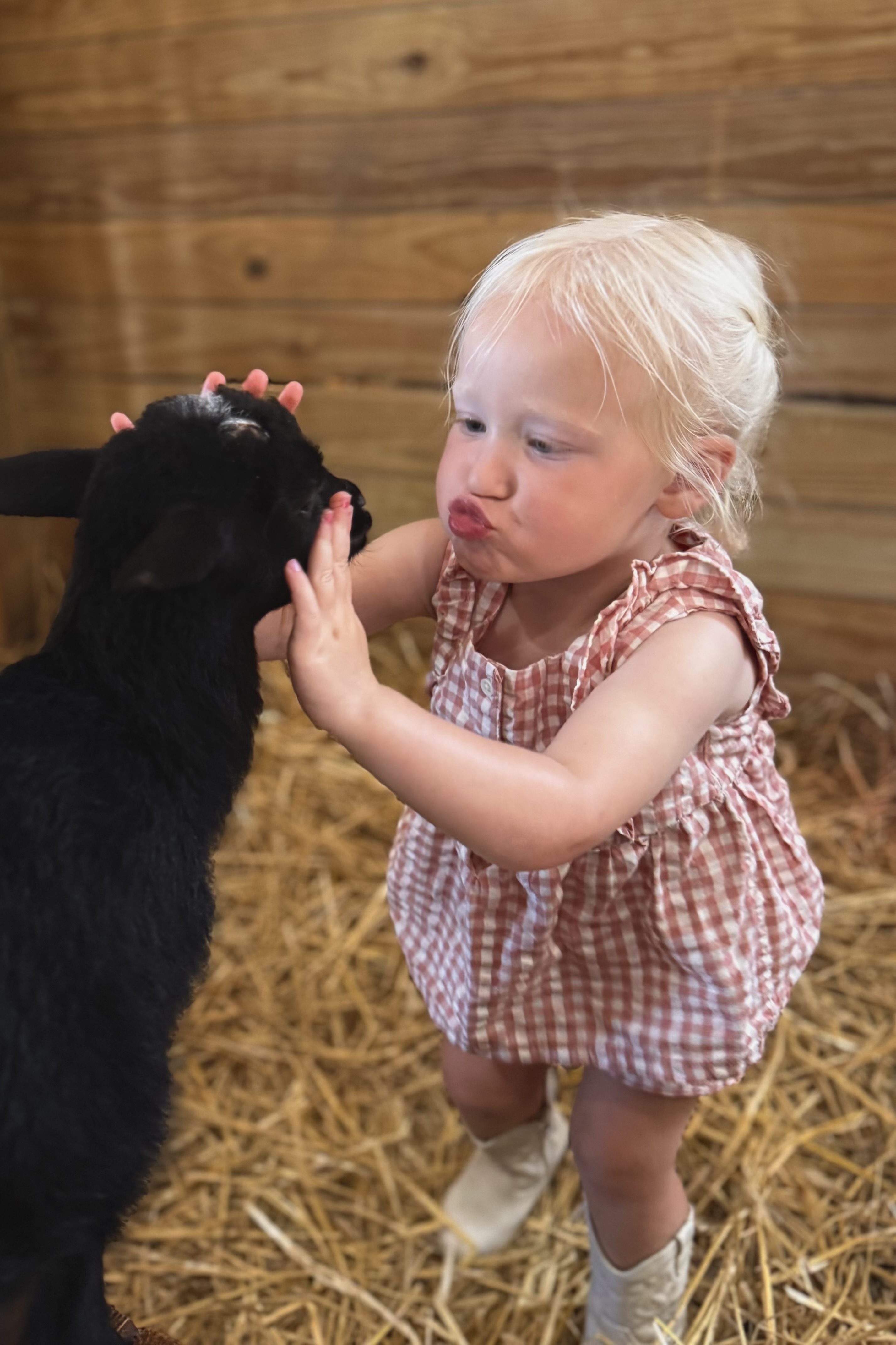 Petting Zoo