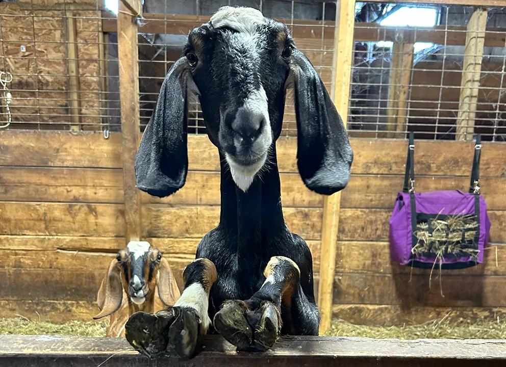 Petting Zoo